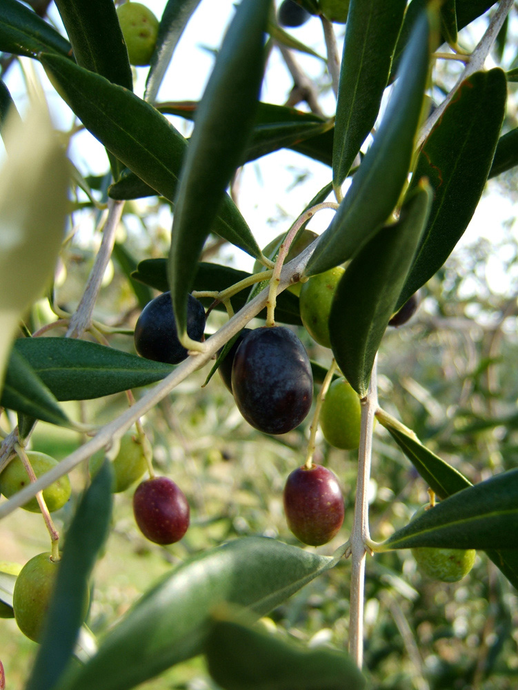 olive-varie