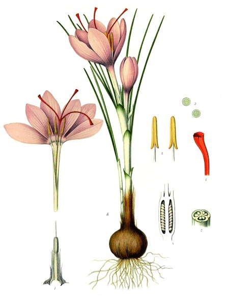 croccus sativus