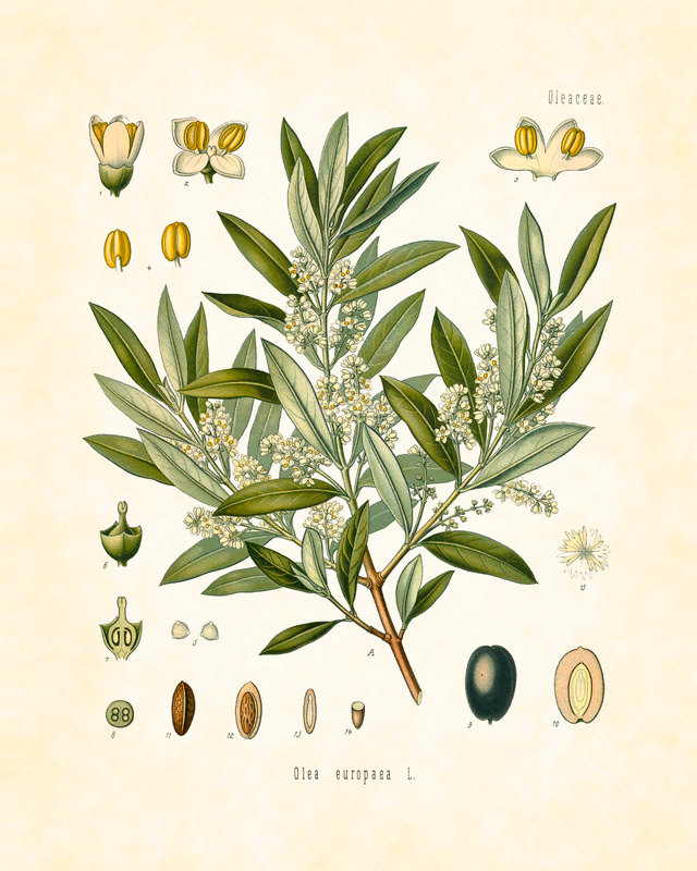 olivo illustrazione