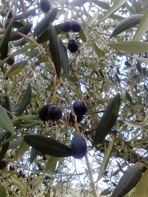 olive-mature